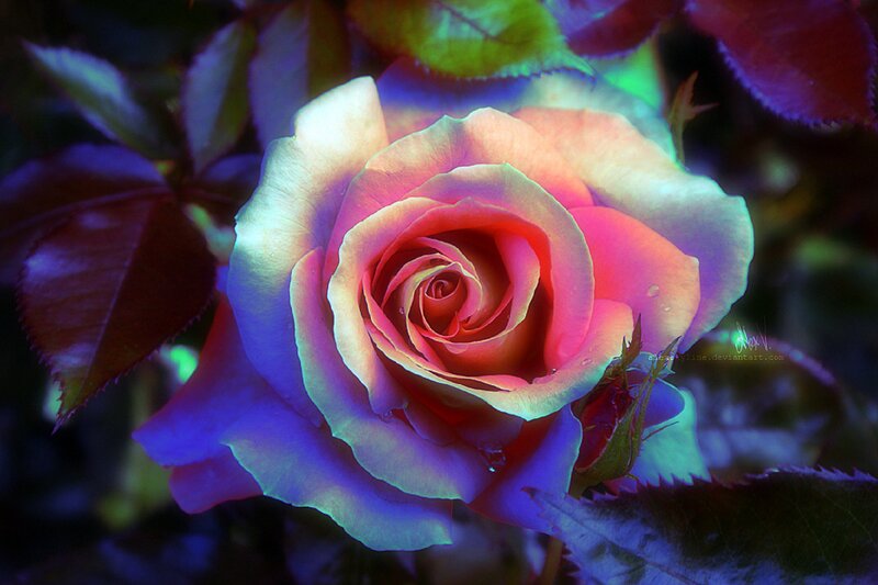 Rose with Colorful Petals