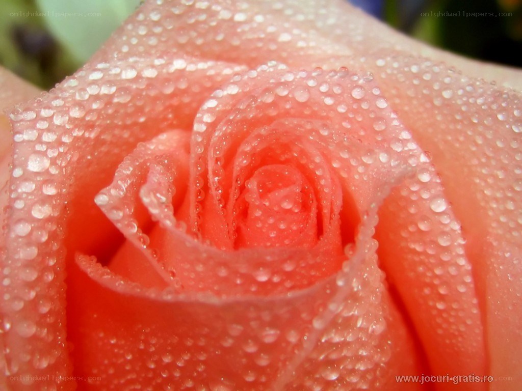 Rose with dew drops