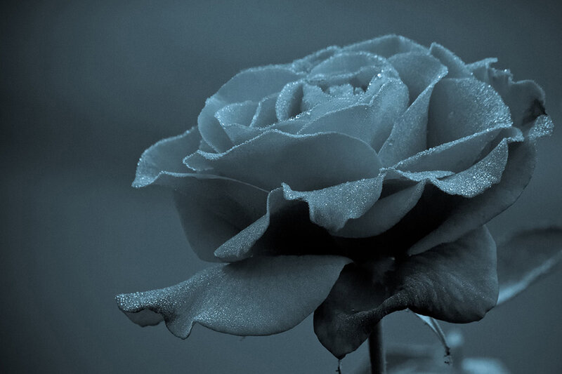 Rose with Dew Drops — Blue