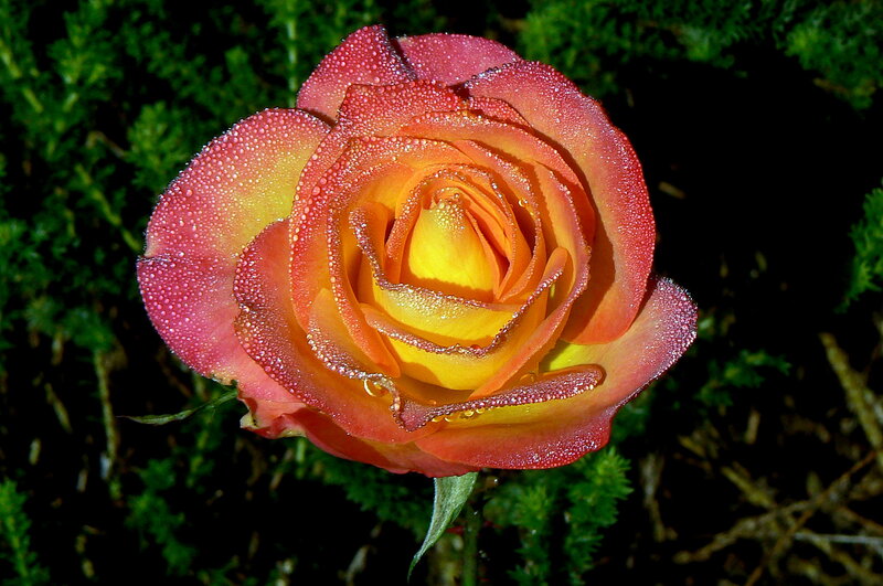 Rose with Dew Drops — Yellow