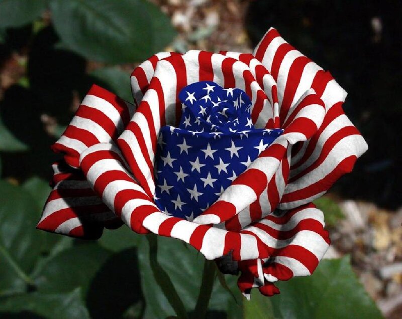 Rose with Flag Pattern — Red