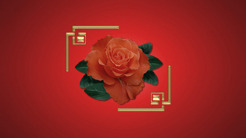 rose with golden frame