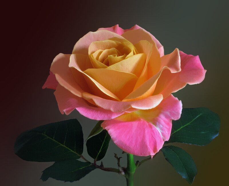 Rose with Gradient Petals