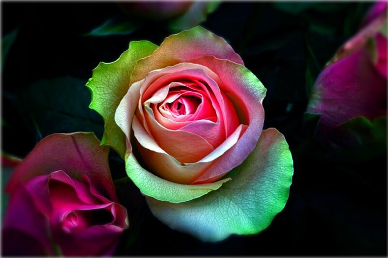Rose with Green Edges