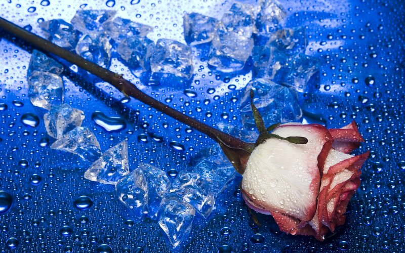 rose with ice cubes