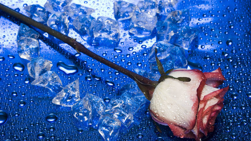 rose with ice cubes