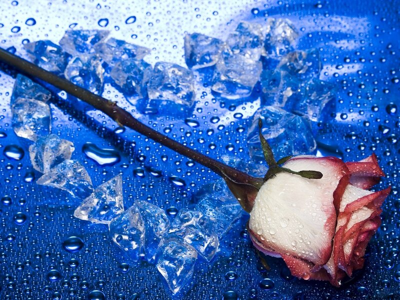 Rose with Ice Cubes — Blue, Cool