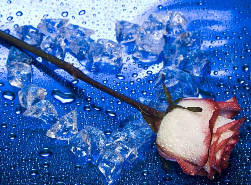 Rose with Ice Cubes — Blue, Dramatic, Photograph, Ice Cubes, Water Droplets, Stem, White
