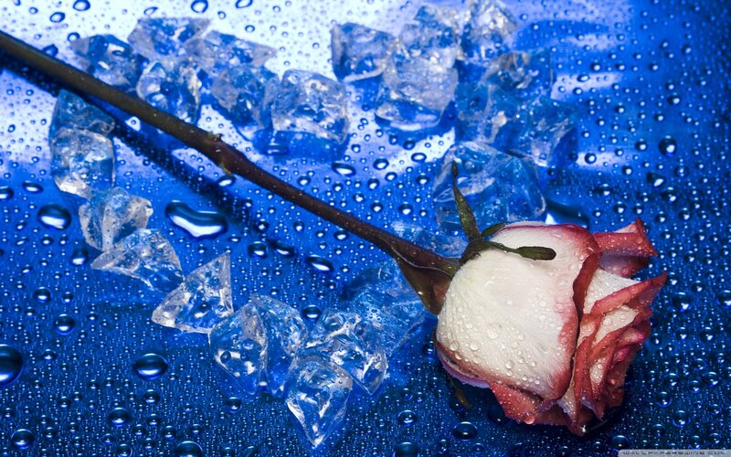 Rose with Ice Cubes — Blue, Dramatic, Photograph