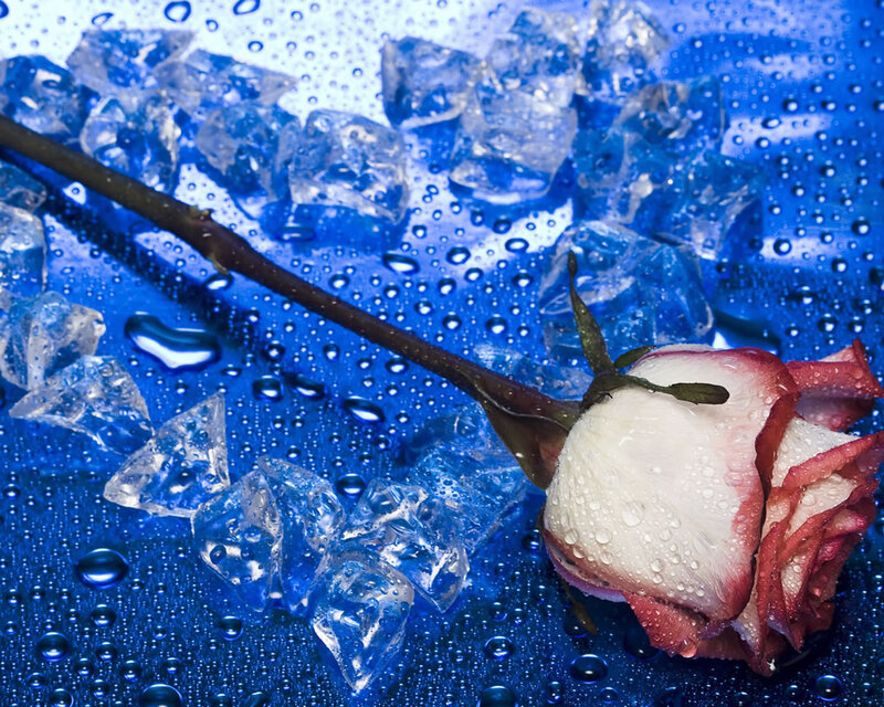 Rose with Ice Cubes — Blue