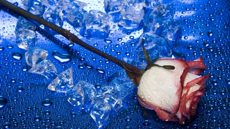 rose with ice cubes