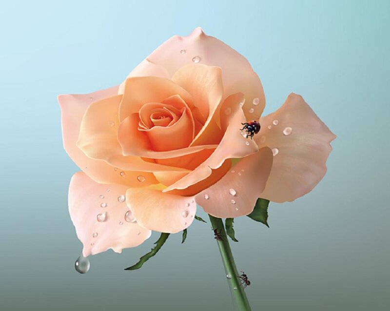 Rose with Ladybug