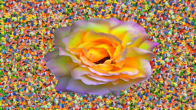 rose with parrot mosaic background