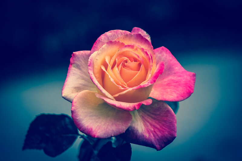 Rose with Pink and Yellow Petals — Dramatic