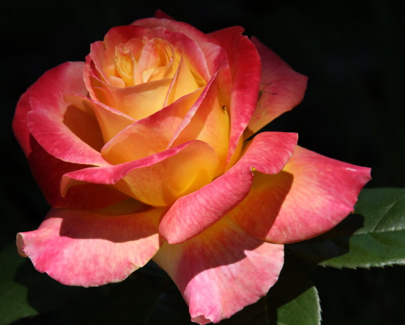 Rose with Pink and Yellow Petals