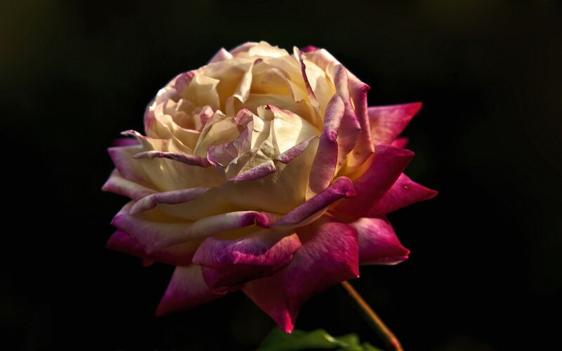 Rose with Pink Edges — Dramatic, Photograph