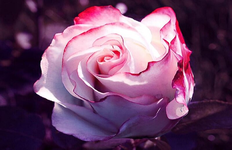 Rose with Pink Edges — Dramatic