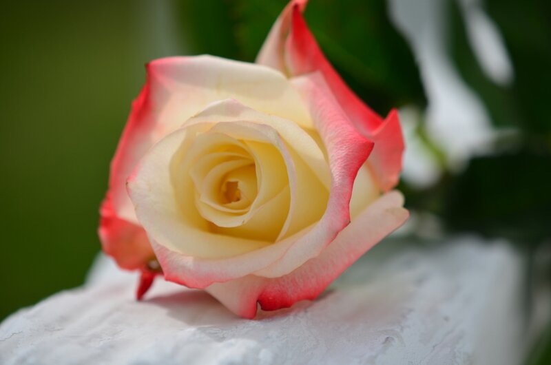 Rose with Pink Edges — Serene