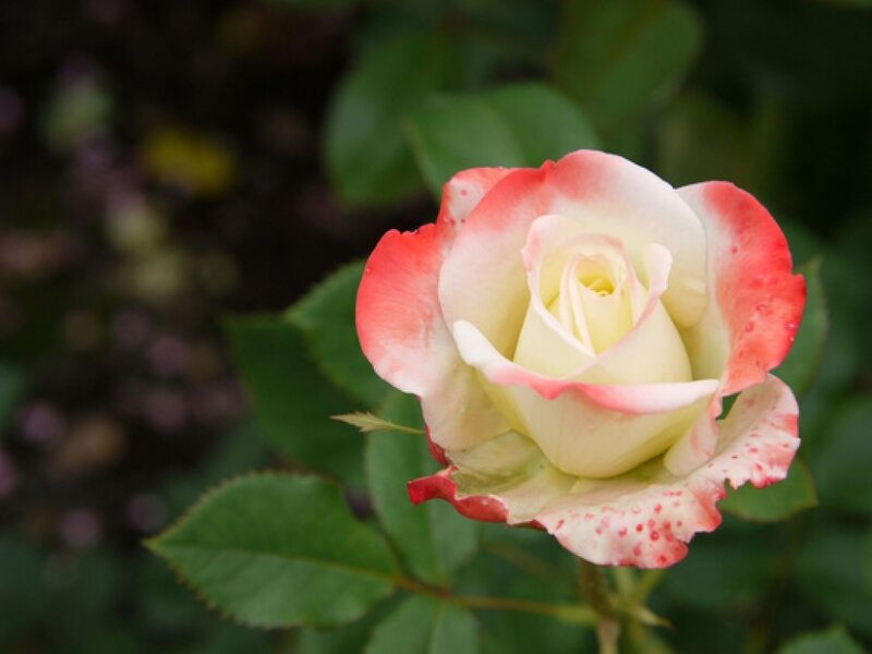 Rose with Pink Edges — White, Calm