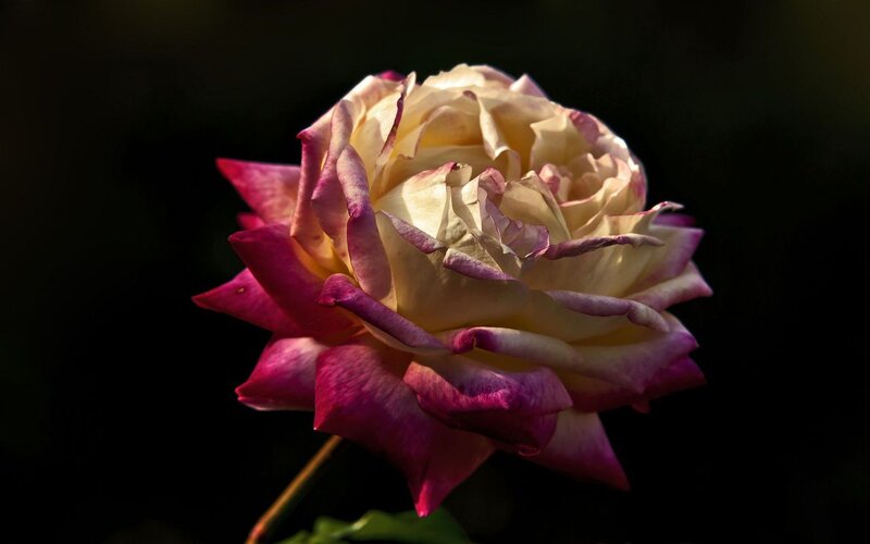 Rose with Pink Edges — White, Dramatic
