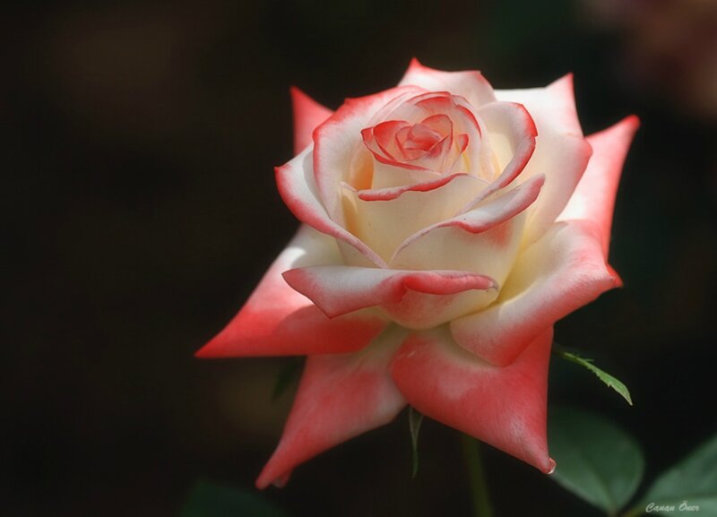 Rose with Pink Edges — White, Serene