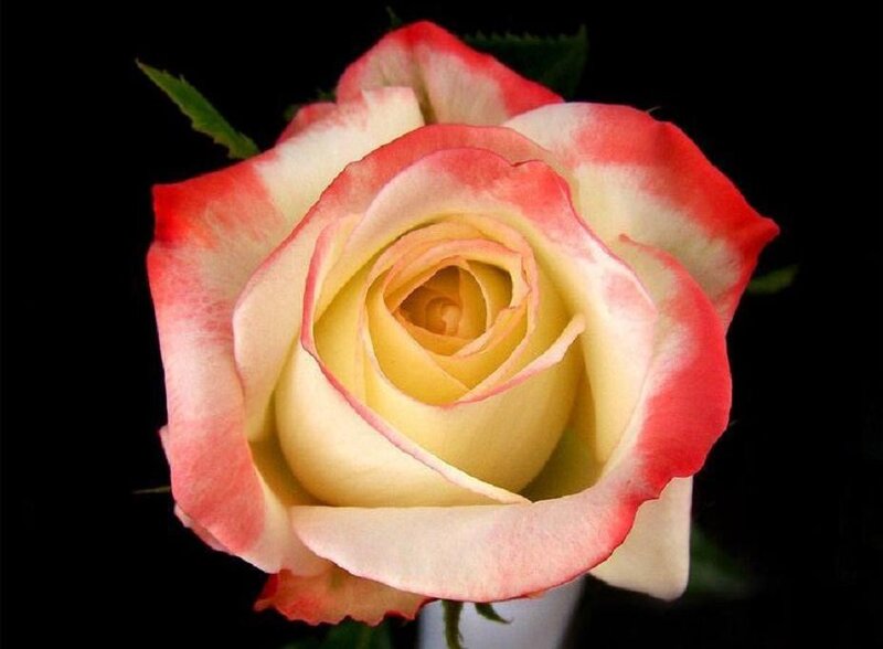 Rose with Pink Edges — White