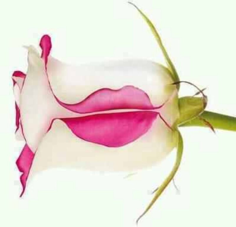 Rose with Pink Lips — White