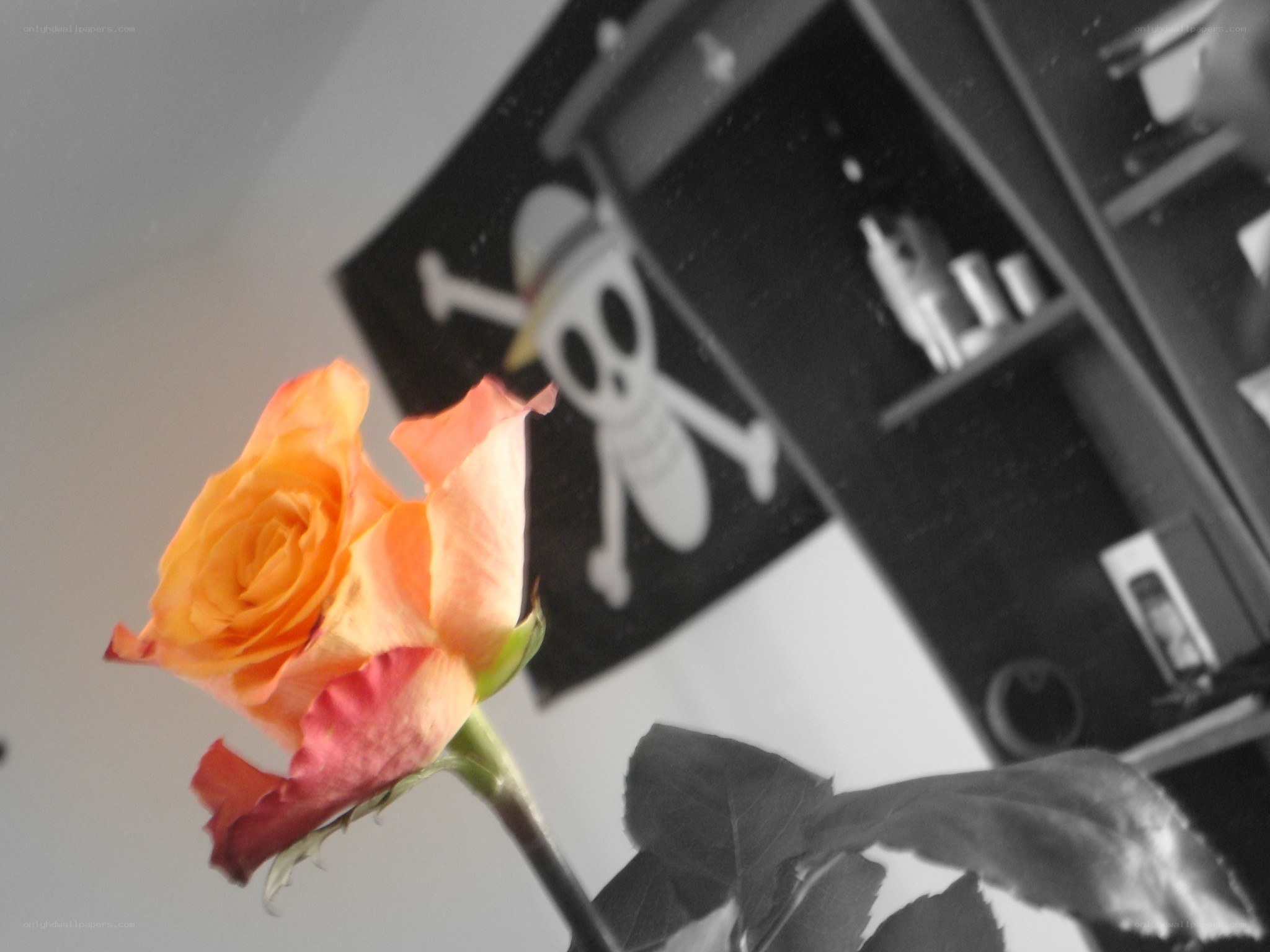 rose with pirate flag