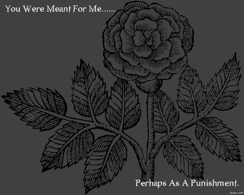 Rose with poetic text