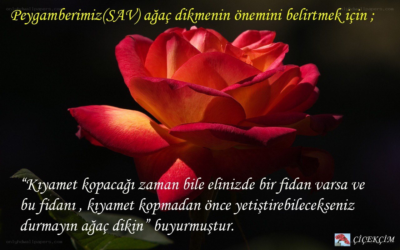 rose with quote