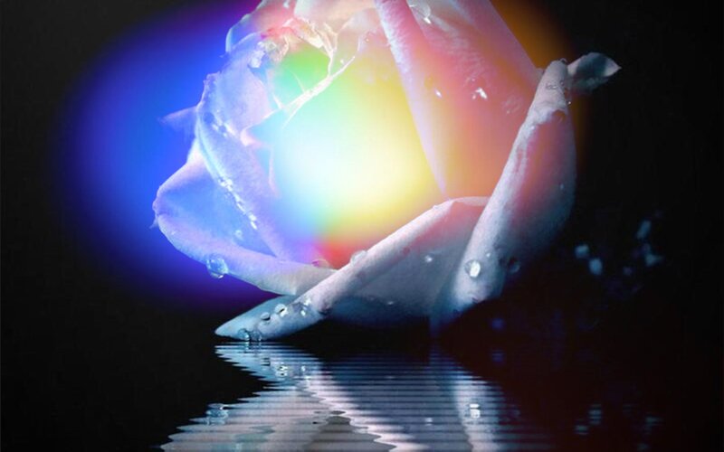 Rose with Rainbow Light