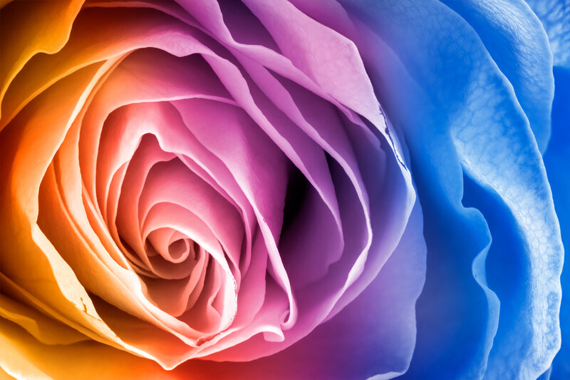 Rose with Rainbow Petals