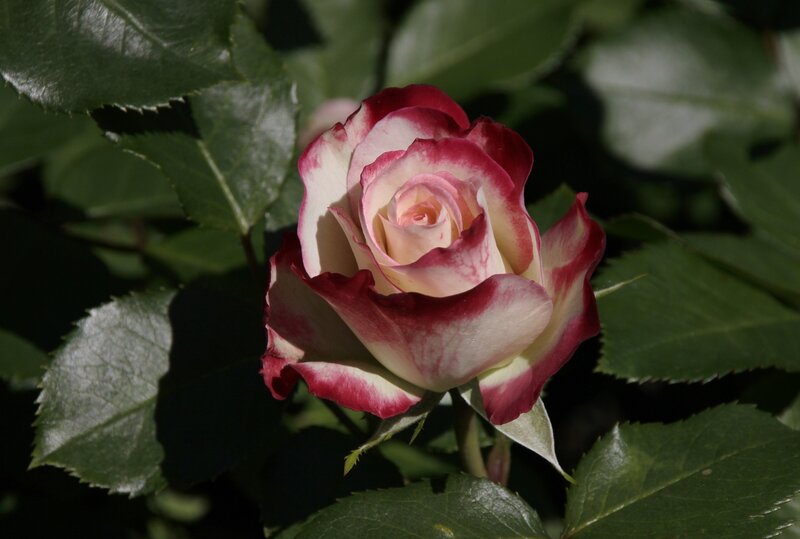 Rose with Red and White Petals