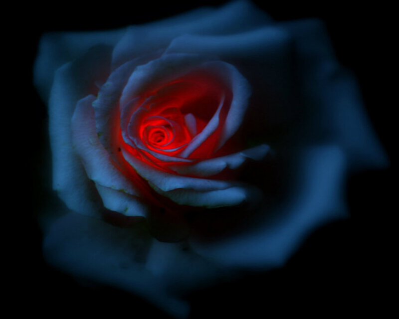 Rose with Red Center — Blue
