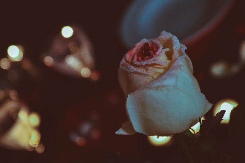 rose with red center