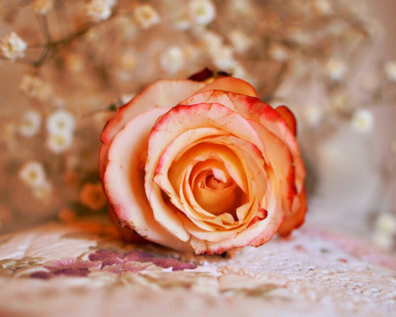 Rose with Red Edges — Pink