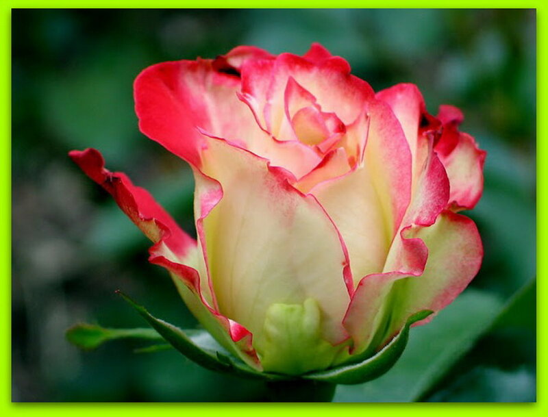 Rose with Red Edges