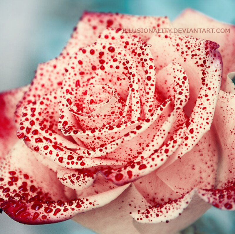 Rose with Red Spots