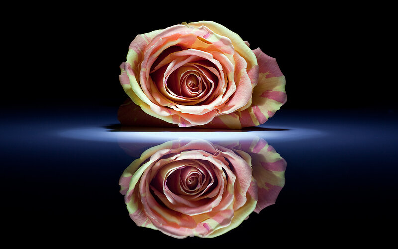 rose with reflection on dark surface
