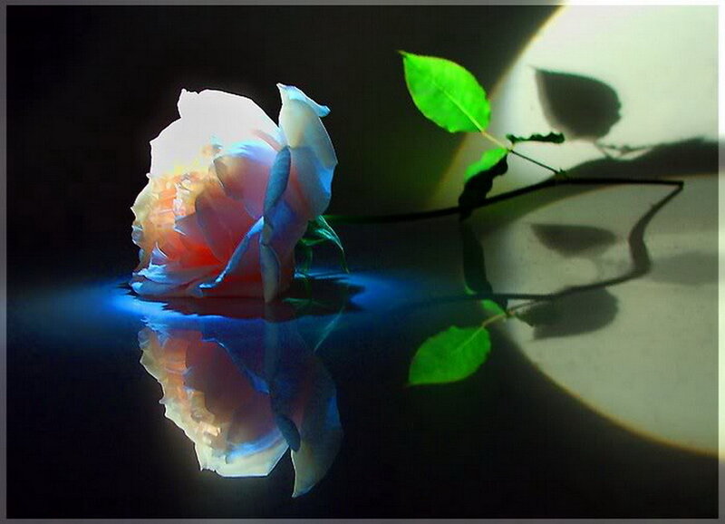 Rose with Reflection
