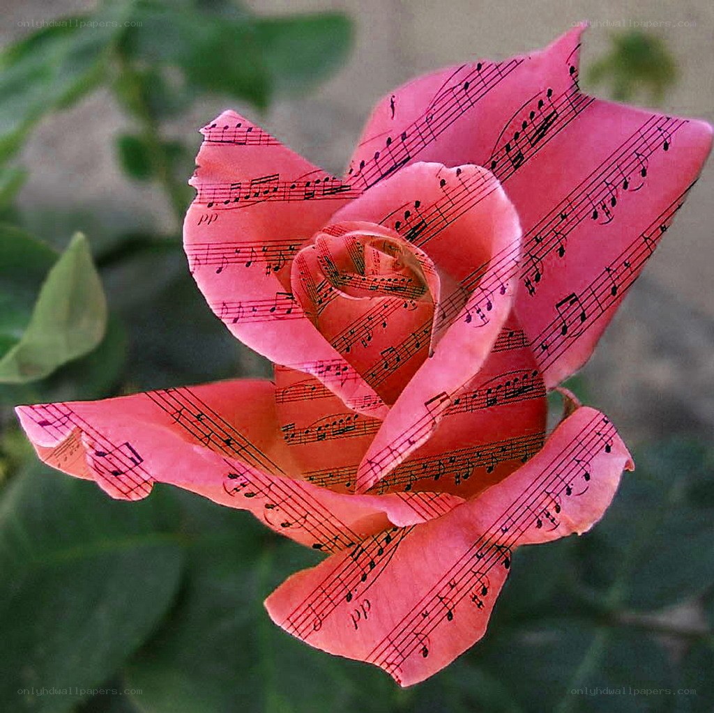 rose with sheet music pattern