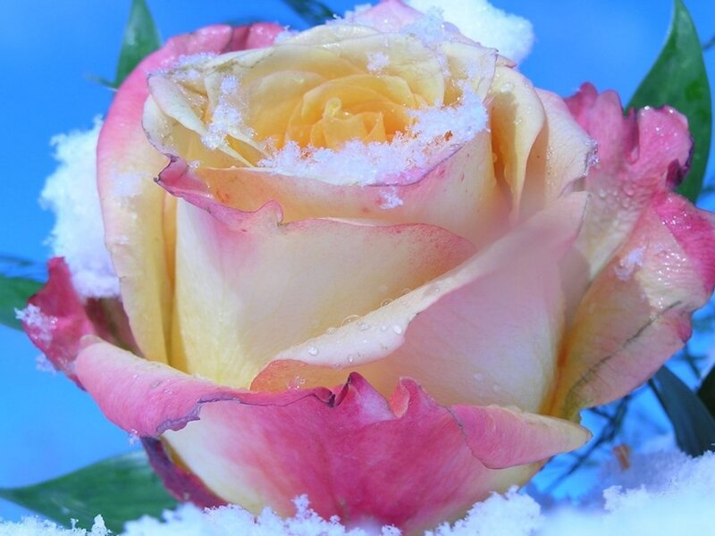 Rose with Snow on Petals