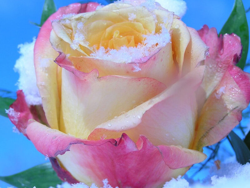 Rose with Snow on Petals — Yellow