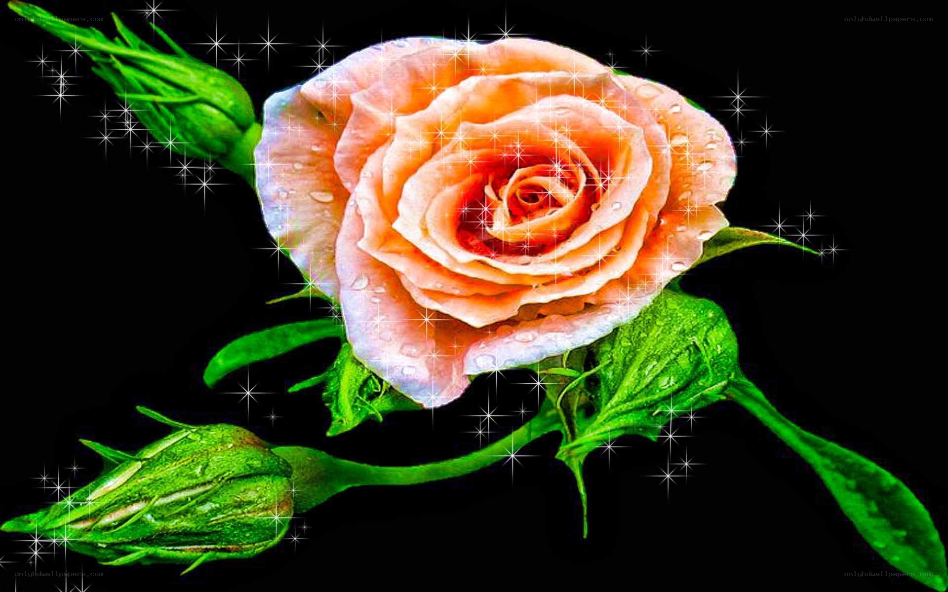 rose with sparkles