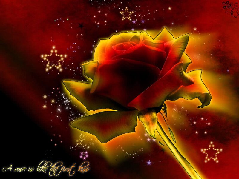 rose with stars background