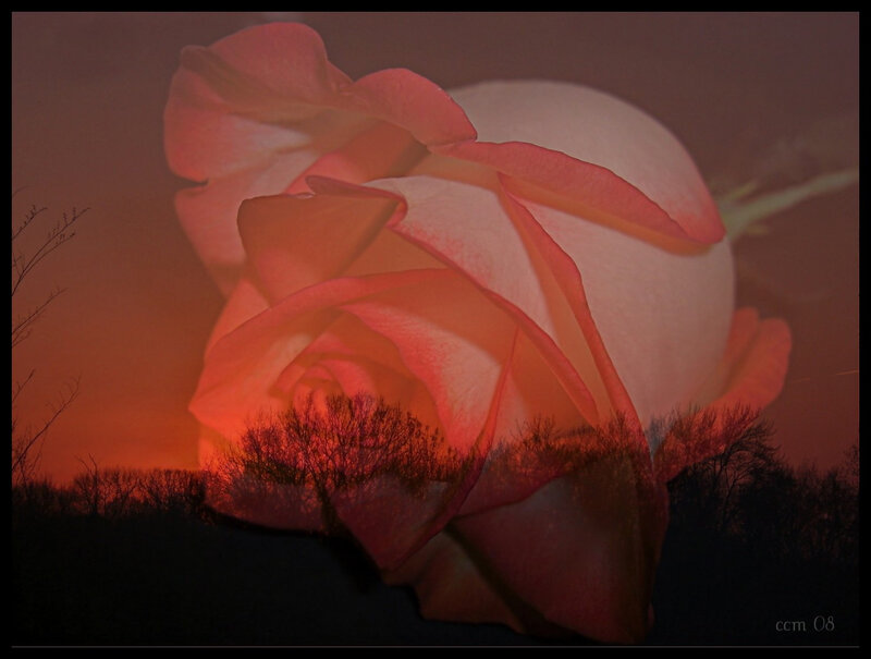 Rose with Sunset Overlay