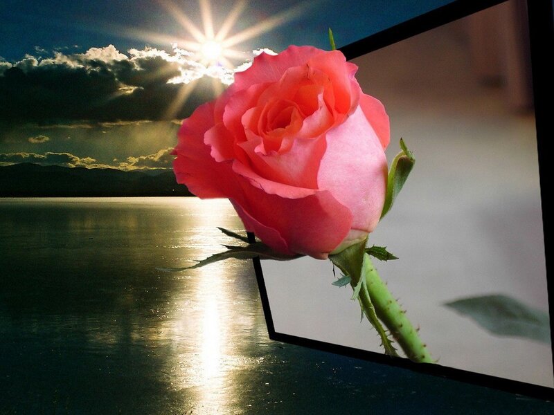 rose with sunset reflection