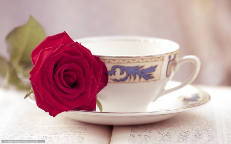 rose with teacup