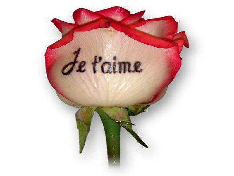 Rose with Text
