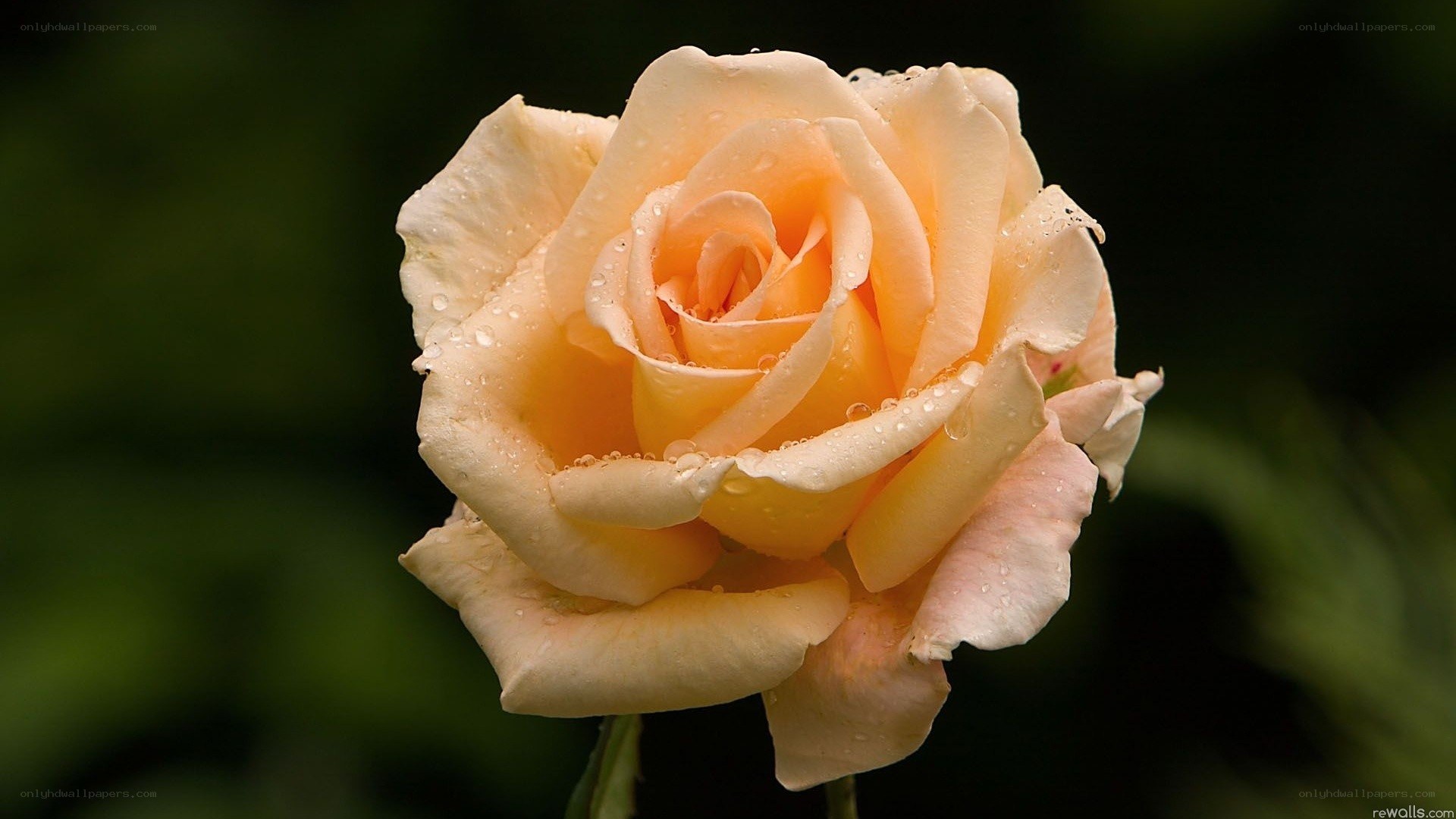 rose with water droplets
